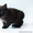 Продам котят породы "Курильский бобтейл" - Изображение #4, Объявление #643268
