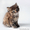 Продам котят породы "Курильский бобтейл" - Изображение #3, Объявление #643268