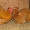 Куры-несушки,бройлеры,цыплята - Изображение #2, Объявление #876450