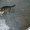 Кошка Герда ищет дом - Изображение #1, Объявление #1055032