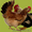 продажа породных цыплят - Изображение #2, Объявление #1078433