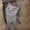 Британские котята с отличной родословной голубого и лилового окраса - Изображение #1, Объявление #1177162