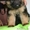 Продам суперских щенков длинношерстной немецкой овчарки - Изображение #1, Объявление #1450553