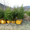 Оптовая продажа саженцев деревьев - Изображение #2, Объявление #1477844