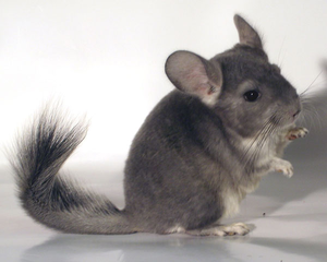 ПРОДАМ ШИНШИЛЛ!!!!В УСТЬ-КАМЕНОГОРСКЕ #109607