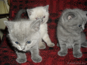 продам британских котят с родословной - Изображение #2, Объявление #249346