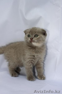 Продам шотландских котят - Изображение #1, Объявление #351799