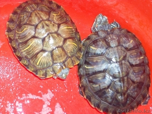 черепахи водяные красноухие - Изображение #1, Объявление #440852