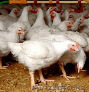 Куры-несушки,бройлеры,цыплята - Изображение #1, Объявление #876450