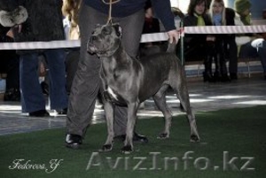 Продаются щенки кане корсо