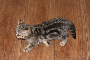 Продам шотландских котят,2 месяца - Изображение #1, Объявление #1001765
