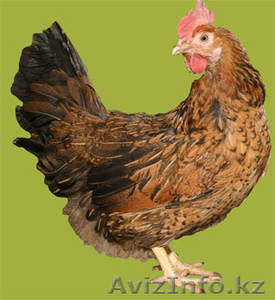продажа породных цыплят - Изображение #3, Объявление #1078433