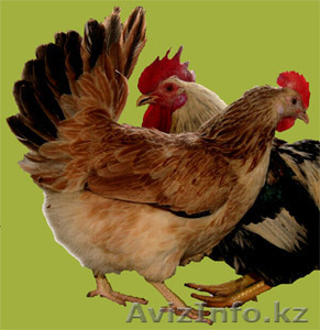 продажа породных цыплят - Изображение #2, Объявление #1078433