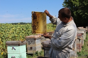 Продам оптом мёд 2014 года - Изображение #2, Объявление #1132933
