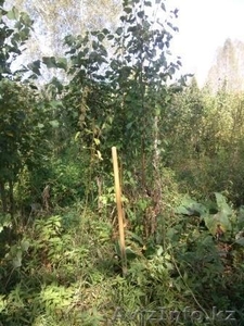 Саженцы ЛИПЫ с комом