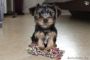 Йорики щенки мальчики и девочки