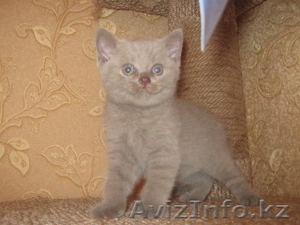 Британские котята с отличной родословной голубого и лилового окраса - Изображение #2, Объявление #1177162