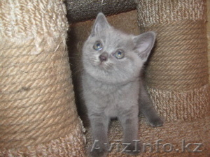 Британские котята с отличной родословной голубого и лилового окраса - Изображение #1, Объявление #1177162