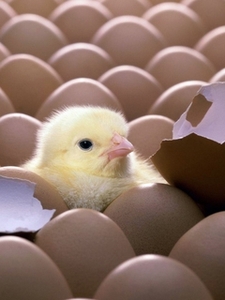 продам цыпля суточных #1236066