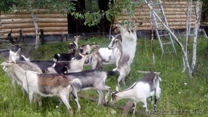 Для  любителей породистых  коз