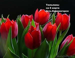 Тюльпаны на 8 марта Усть-Каменогорск - Изображение #1, Объявление #1532490
