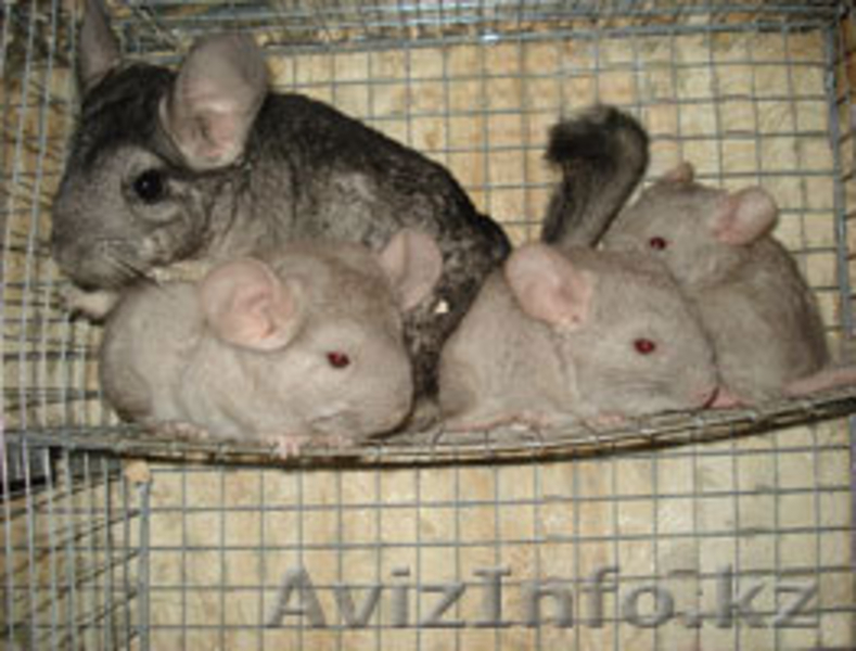 ПРОДАМ ШИНШИЛЛ!!!!В УСТЬ-КАМЕНОГОРСКЕ - Изображение #2, Объявление #109607