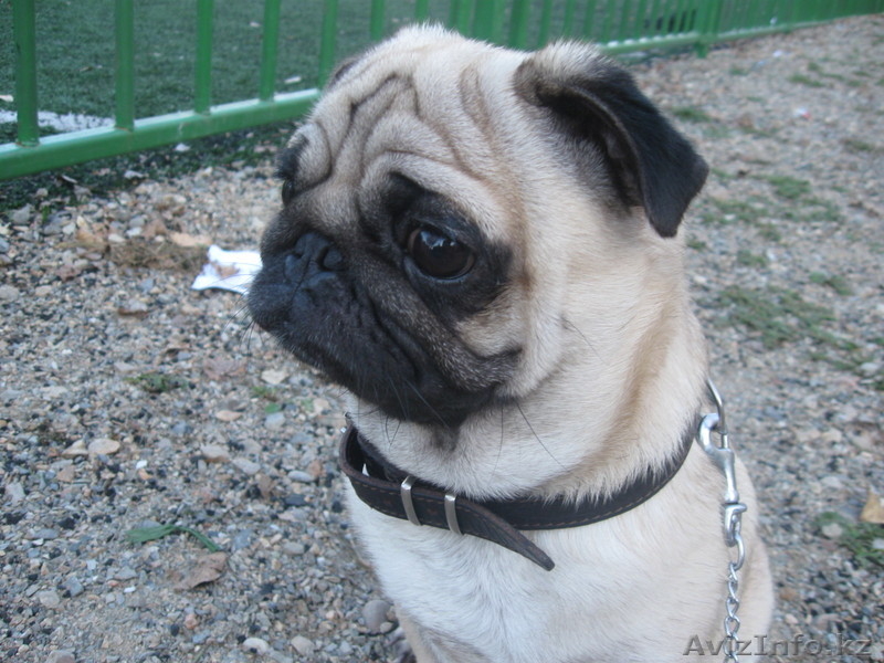 Продам.Собаки.Мопс. - Изображение #2, Объявление #118213