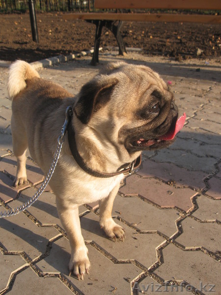 Продам.Собаки.Мопс. - Изображение #1, Объявление #118213