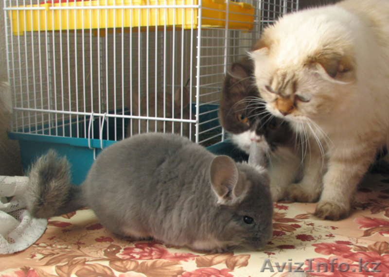 ПРОДАМ ШИНШИЛЛ!!!!В УСТЬ-КАМЕНОГОРСКЕ - Изображение #3, Объявление #109607