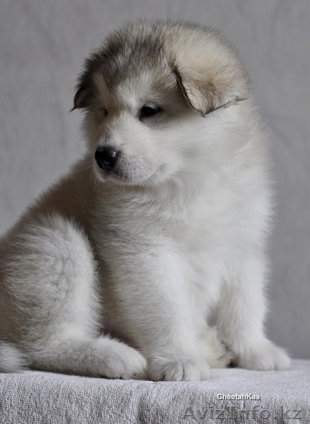 щенки Аляскинского Маламута - Изображение #5, Объявление #119866