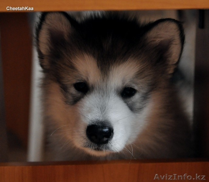 щенки Аляскинского Маламута - Изображение #4, Объявление #119866