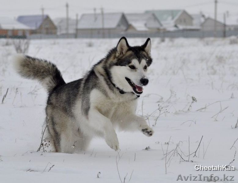 щенки Аляскинского Маламута - Изображение #2, Объявление #119866