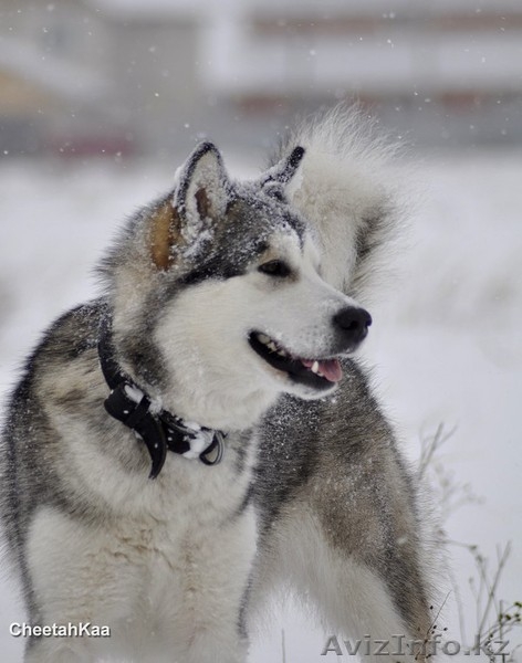 щенки Аляскинского Маламута - Изображение #3, Объявление #119866