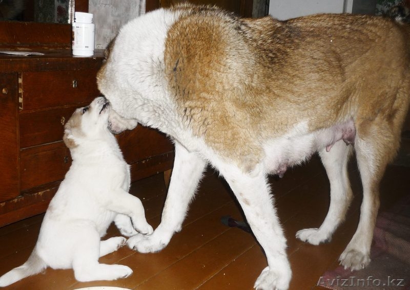 щенки волкодава(алабая) - Изображение #3, Объявление #204911