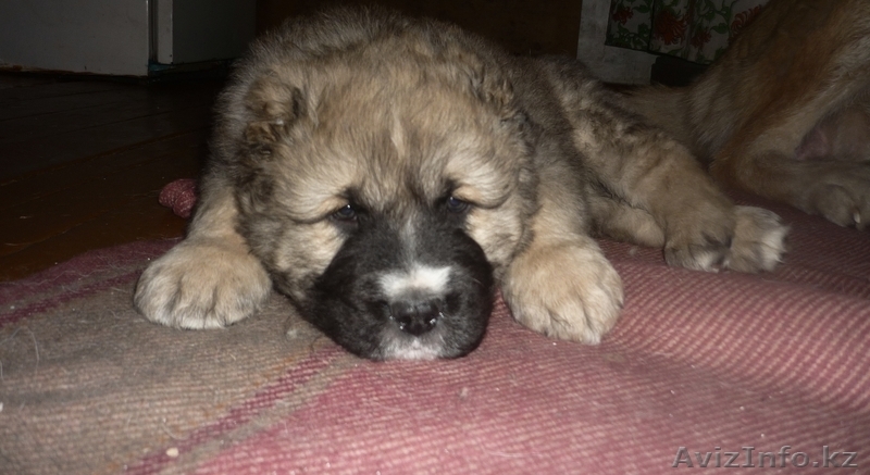 щенки волкодава(алабая) - Изображение #4, Объявление #204911