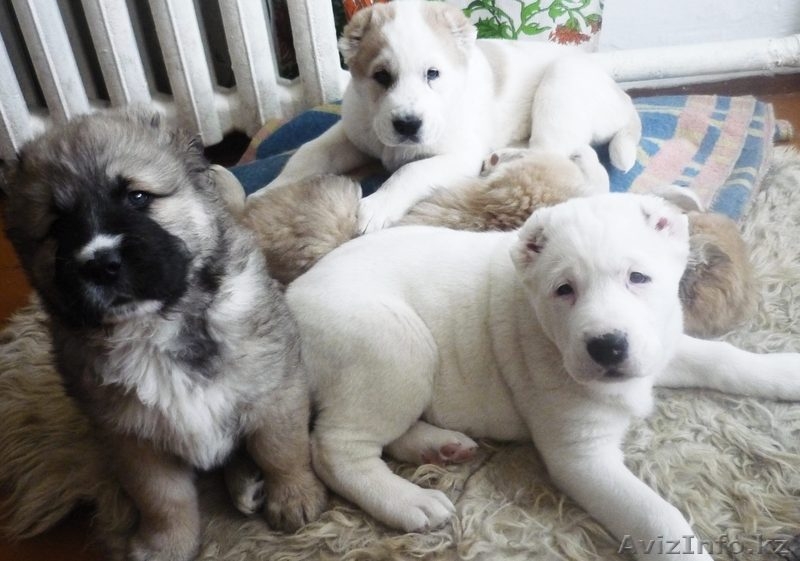щенки волкодава(алабая) - Изображение #2, Объявление #204911