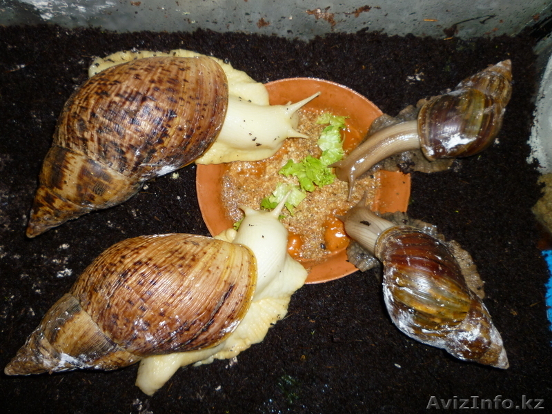 Продам улиток, не дорого, породистые - Изображение #1, Объявление #421154
