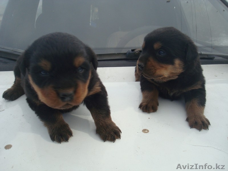 Щенки ротвейлера, с родословной - Изображение #2, Объявление #608725