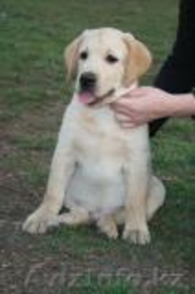 Лабрадор ищет хозяев - Изображение #2, Объявление #603351
