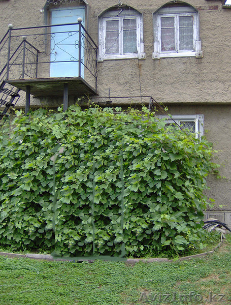 Усть-Каменогорск ust-kam@mail.ru 8 705 701 0303 - Изображение #1, Объявление #668626