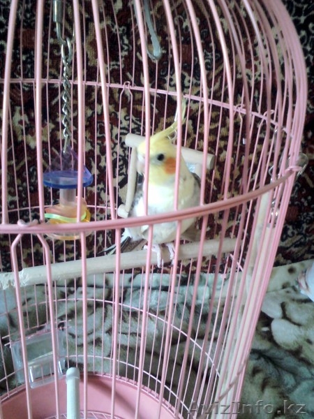 Продам попугая Корелла - Изображение #1, Объявление #664393