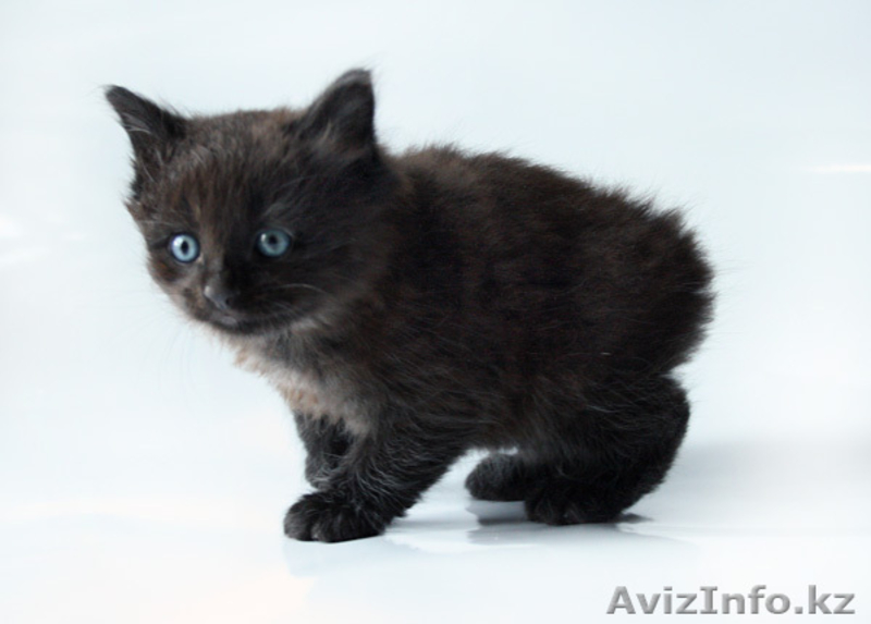 Продам котят породы "Курильский бобтейл" - Изображение #4, Объявление #643268