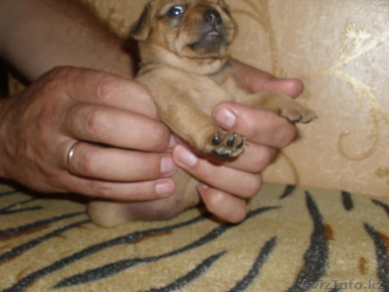 щенков той-терьра - Изображение #3, Объявление #704980