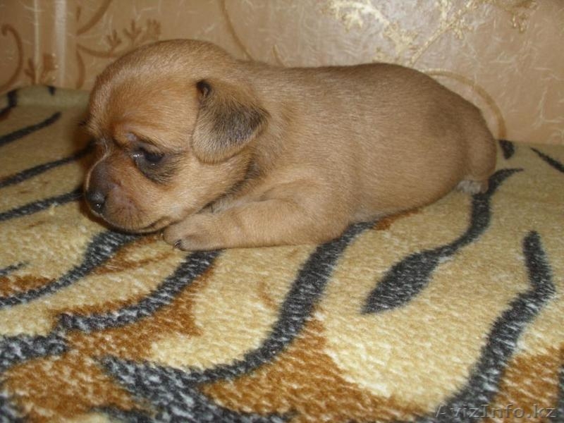 щенков той-терьра - Изображение #4, Объявление #704980