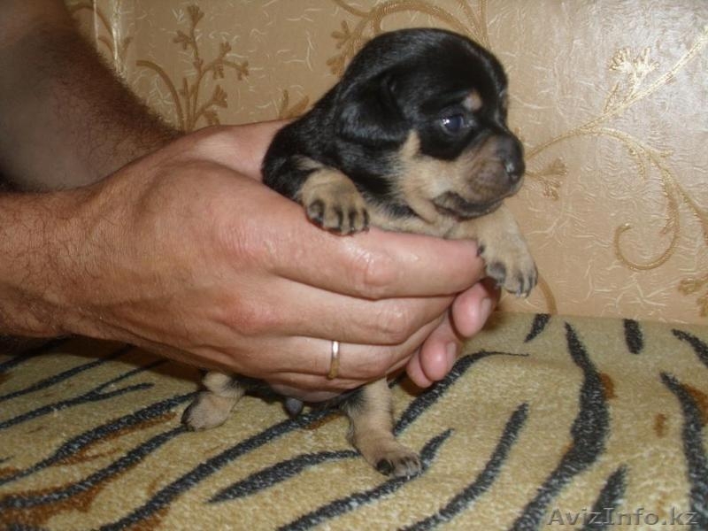 щенков той-терьра - Изображение #2, Объявление #704980