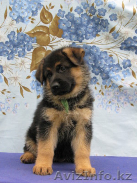 щенки нем. овчарки - Изображение #3, Объявление #749141