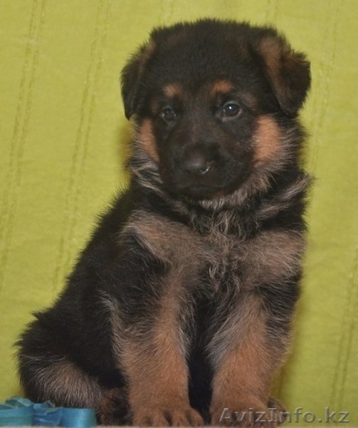 щенки нем. овчарки - Изображение #1, Объявление #749141