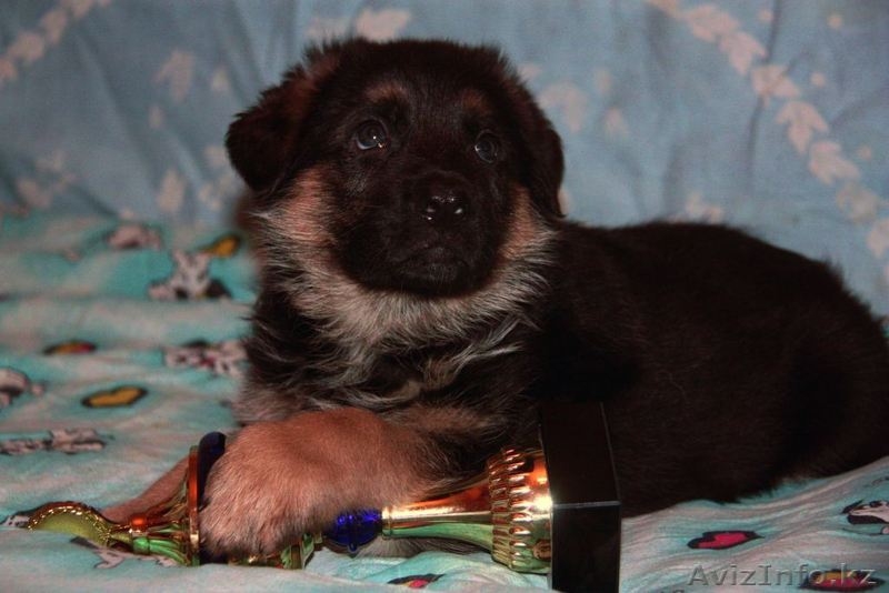 щенки нем. овчарки - Изображение #2, Объявление #749141