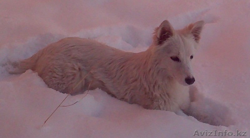 Отдам щенков дворняжки в хорошие руки - Изображение #2, Объявление #787652