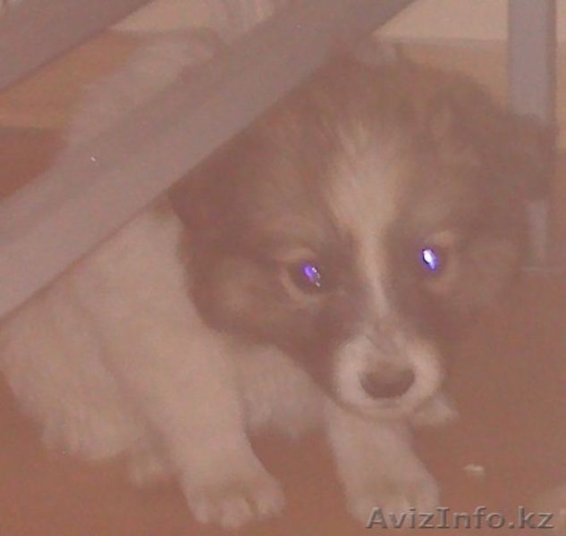 Отдам щенков дворняжки в хорошие руки - Изображение #3, Объявление #787652